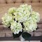 Green Hydrangea Flower Bush - 7 Bloom Heads, Lifelike Silk Flowers, Perfect for Bouquets, Centerpieces & Home Décor - Spring & Wedding Accents, Floral Home by Artificial Flowers